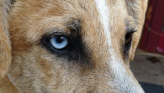 chien, œil, bleu, visage, animal, animal de compagnie, anomalie