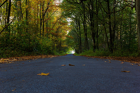 Les, cesta, stromy, Příroda, podzim, asfalt, Dorsten