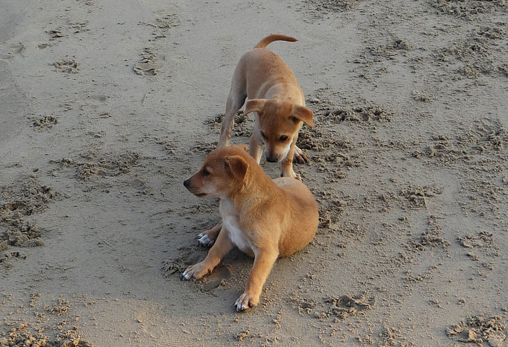 кученце, плаж, пясък, възпроизвеждане на, домашен любимец, куче, животните