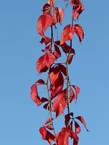 běžné jungfernrebe, víno partner, víno, listy, červená, podzim, Parthenocissus vitacea