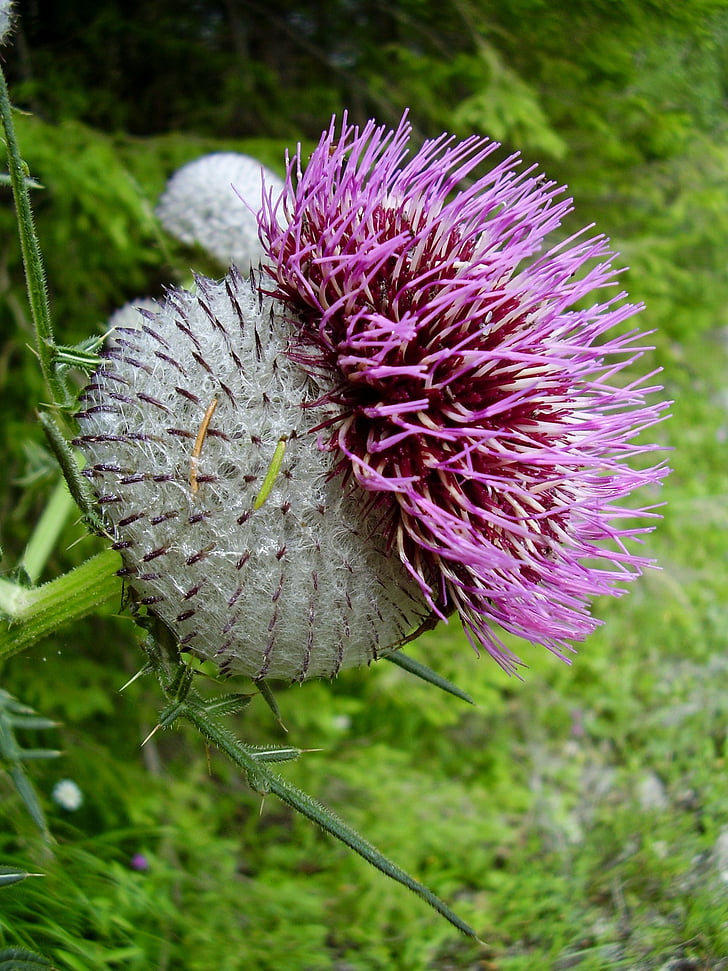 thistle, plant, weed, violet, flower, prickly, spines