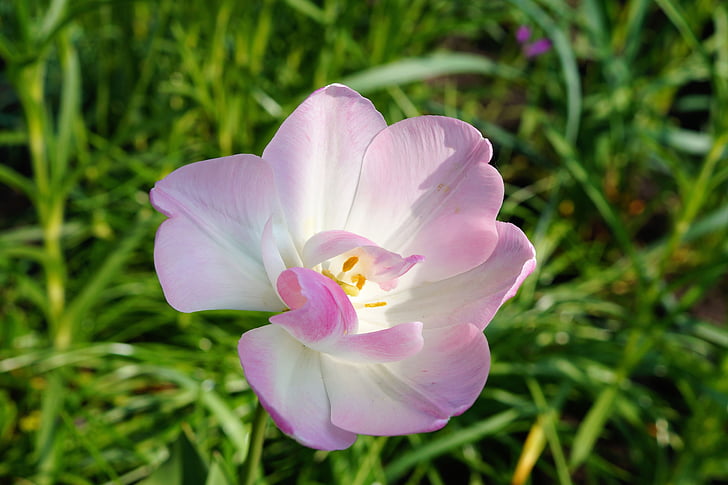Tulip, flor, flor, floración, cerrar, rosa suave, dulce