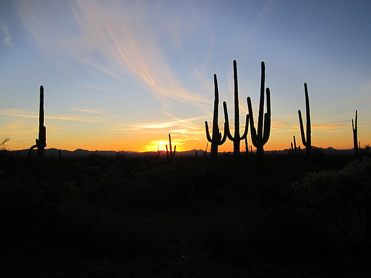 Arizona, zachód słońca, Kaktusy, Pustynia, krajobraz, południowy zachód, Natura