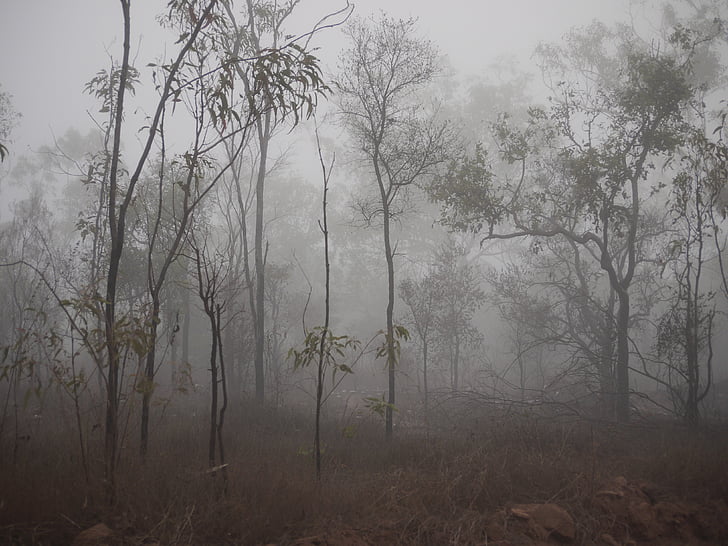 nebbia, spettrale, alberi, nebbia, scuro, albero, natura