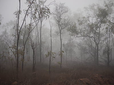 nebbia, spettrale, alberi, nebbia, scuro, albero, natura