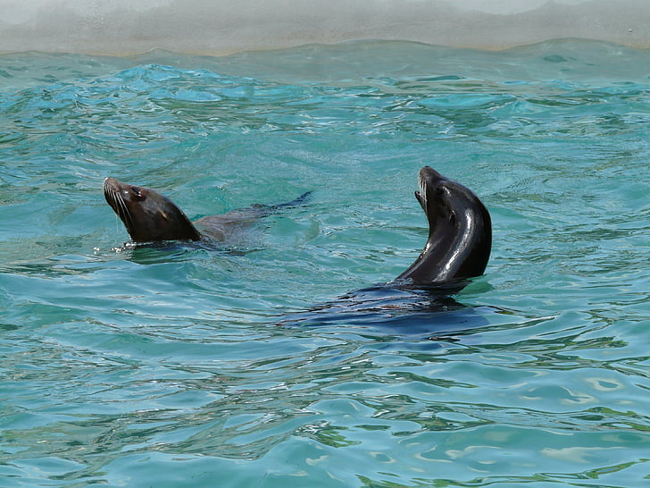 california sea lion, sea lion, seal pelts, water, play, wet, splashing