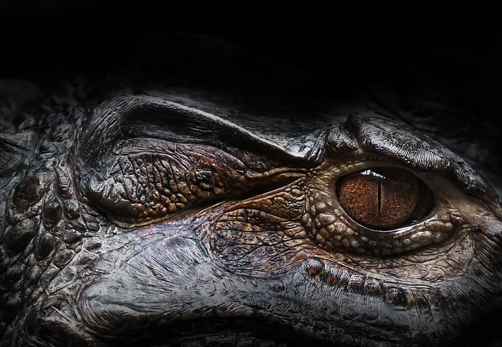 eye, alligator, reptile, nature, predator, animal, crocodile