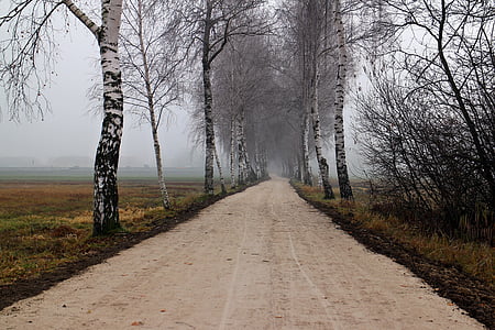 birch, avenue, away, autumn, frost, cold, fog