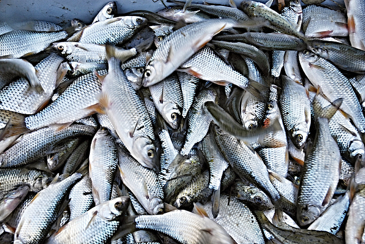 Raba, peix, peix blanc, paneroles, la collita, regió de Bohèmia Meridional, Ledenice