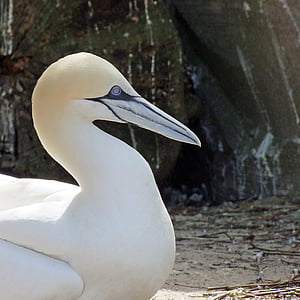bird, northern gannet, morus bassana, sea bird, animal world, white, animal
