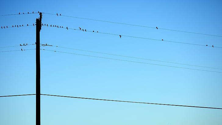 птици, телефонен кабел, кацнала, небе, синьо, дива природа, ред