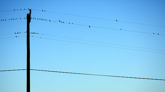 ptice, telefonske žice, sedeli, nebo, modra, prosto živeče živali, vrstice