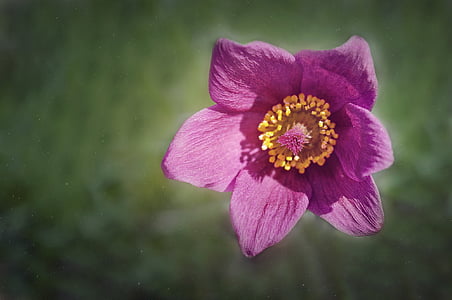 pasque flower, common pasque flower, flower, blossom, bloom, violet, purple
