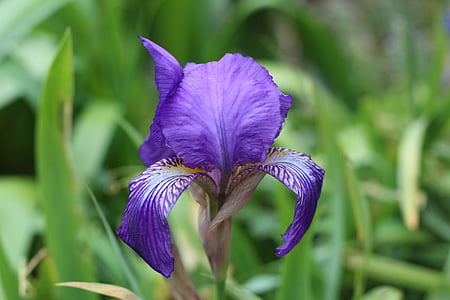 Iris, Blauwe bloem, voorjaar bloem, lente lamp, lente, blauw, natuur