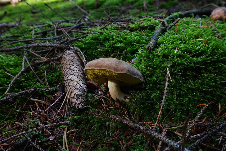 mushroom, forest, pine cones, moss, branches, tap, green