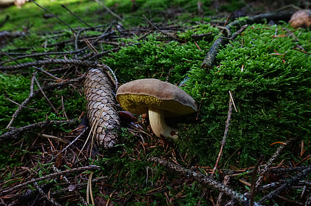 mushroom, forest, pine cones, moss, branches, tap, green