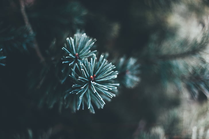cabang, Perayaan, Natal, Close-up, dingin, warna, Conifer