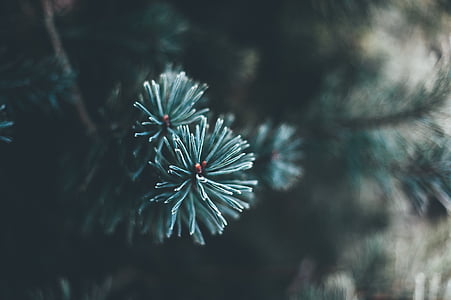 branch, celebration, christmas, close-up, cold, color, conifer