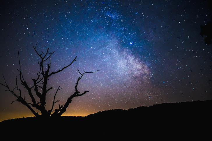 silhouette, photo, tree, night, time, dark, sky