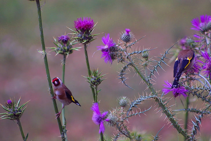 goldfinch, birds, thistle, purple, flower, nature, plant
