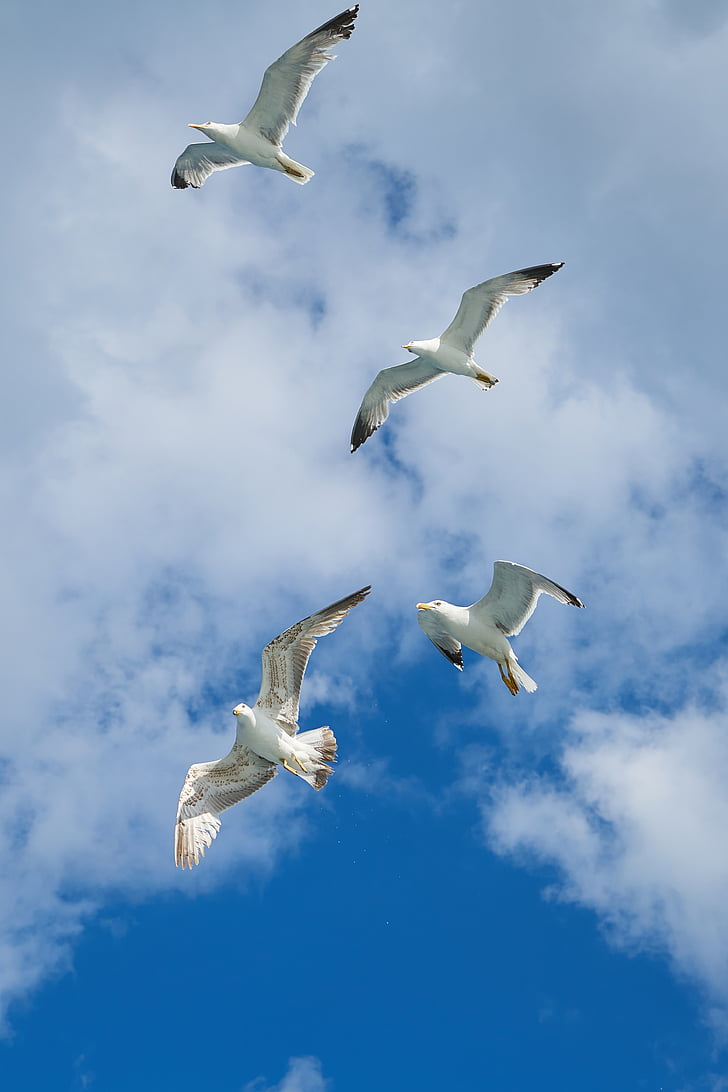 seagull, bird, wing, blue, nature, clouds, animal
