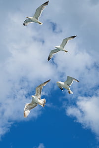 seagull, bird, wing, blue, nature, clouds, animal
