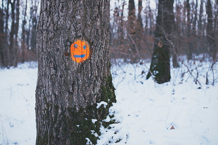 träd, Orange, ansikte, ritning, snö, skogen, Woods