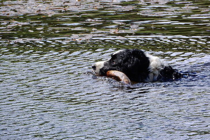 chien flottant, border collie, nager, aport