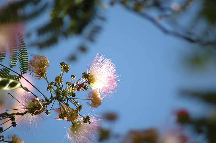 flower, pink, sky, against the sky, blue, flowers, wild flower