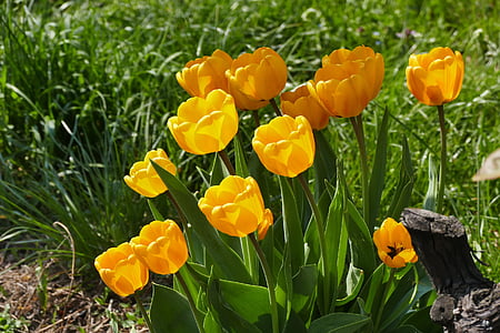 printemps, tulipes, Meadow, nature, fleur, Prairie de printemps, fleurs de printemps