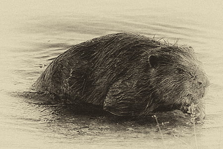 beaver, eat, water, black and white, retro look, wet plate, yellow