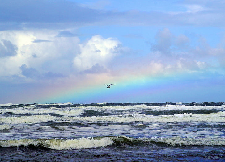 jūra, varavīksne, kaija, vilnis, ūdens, daba, debesis