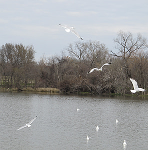 birds, seagulls, soaring, flying, lake, wildlife, scene