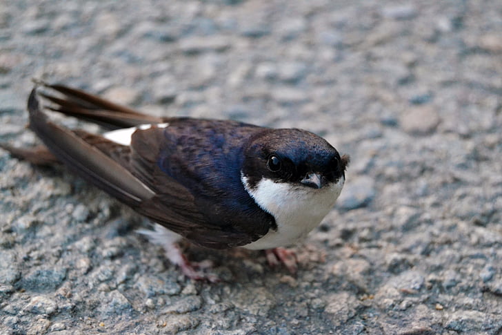 swallow, road, small