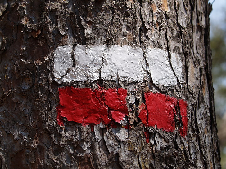Tag, drevo, vlajka, červená, biela, prehliadka, štítok