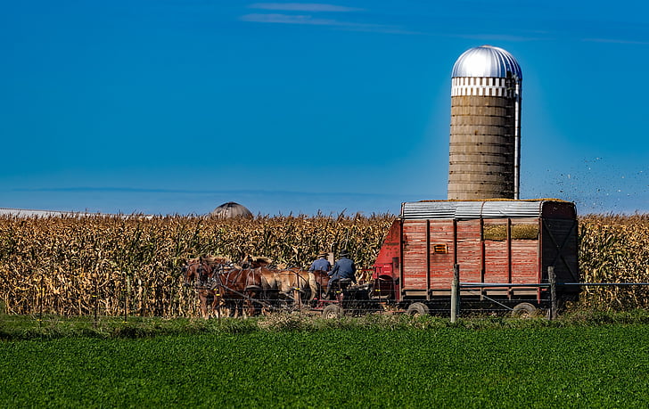 Amish, Indiana, à moda antiga, fazenda, agricultura, silo de, cavalos