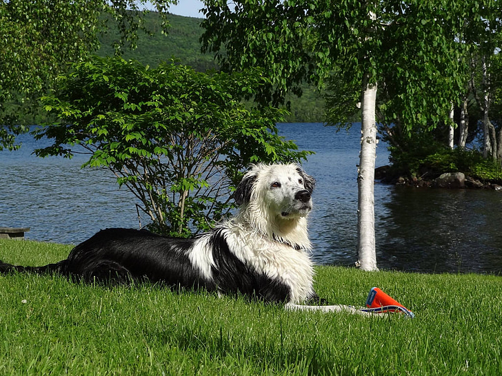 dog, water, lake, play, summer
