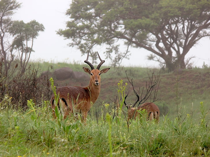 Impala, Bak, antilop, Akác, vadon élő állatok, Afrika, természet