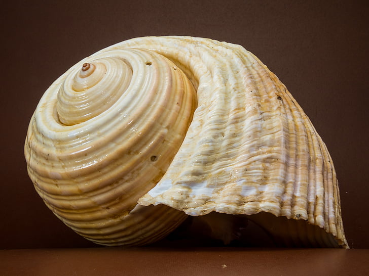 Shell, lumaca, chiudere, mare, animale shell, natura, a spirale