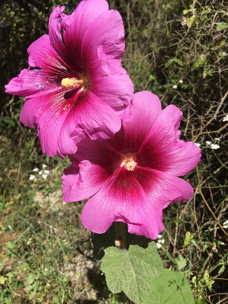 flower, spring, nature, blossom, pink