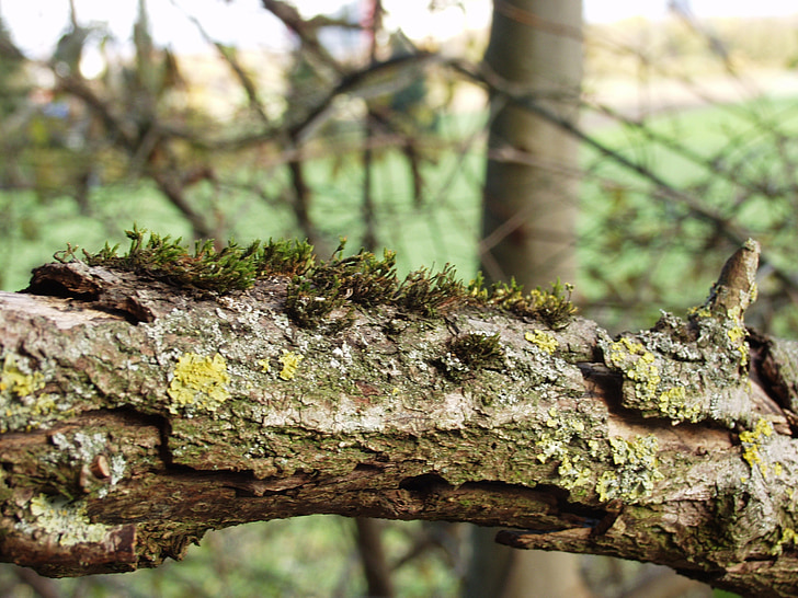branch, ill, moss, injury, nature, replace, bark