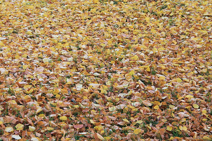 lämnar, falla lövverk, färgglada löv, höstfärg, hösten, Leaf, naturen