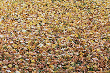 Bladeren, Fall gebladerte, kleurrijke bladeren, herfst kleuren, herfst, blad, natuur