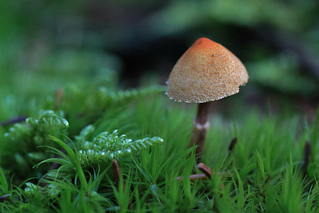 mushroom, autumn, forest, green, moss, moist, plant