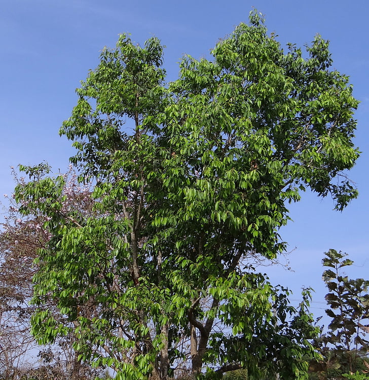 syzigium, cumini, Jamun strom, BlackBerry strom, Indie, strom, organický