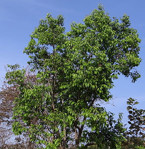 syzigium, cumini, jamun 树, 黑莓树, 印度, 树, 有机