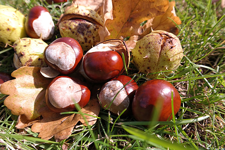 chestnut, leaves, autumn, chestnut leaves, brown, prickly, shell