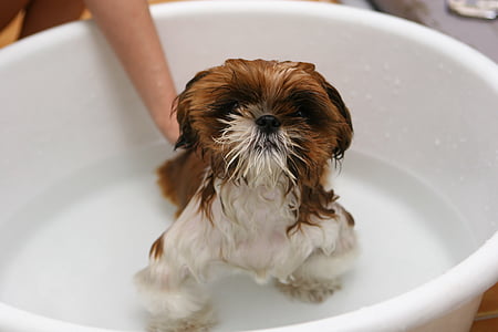 개, 강아지, 목욕, 물, 다 라, 애완 동물, 욕조