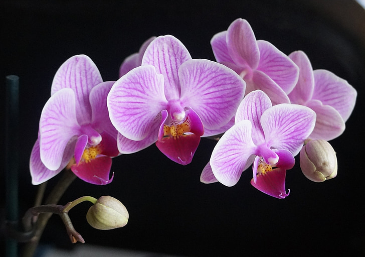 orquídeas, flores, -de-rosa, roxo, planta