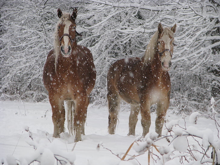 koně, Zimní, zvíře, Příroda, farma, venku, koní